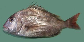 1280px-Pagrus_major_Red_seabream_ja01.jpg