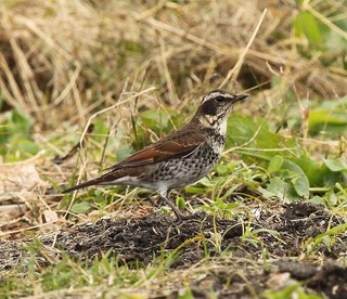 800px-Turdus_eunomus_-Japan-8.jpg