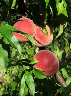 800px-Vineyard_peaches_de.jpg