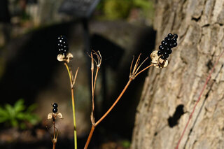 ヒオウギ　ヌバタマと呼ばれる黒い種子.jpg