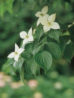 ヤマグワ(ヤマボウシ).jpg