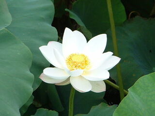白い蓮の花.jpg