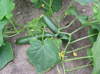 Komkommer_plant.jpg