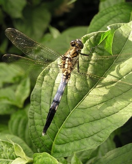 Orthetrum_albistylum_speciosum_2007.07.05_16.38.31-p7050469.jpg