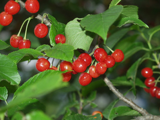 W_outou4051.jpg