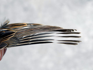 Wing_of_the_sparrow2.jpg